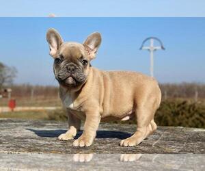French Bulldog Puppy for sale in BROOKLYN, NY, USA