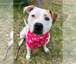 Olive Mini Pittie - Female Mutt Dog for Adoption - Photo #3