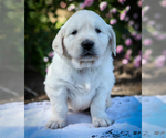 Small #9 English Cream Golden Retriever