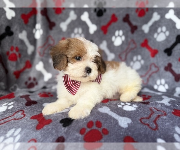 Medium Photo #8 ShihPoo Puppy For Sale in LAKELAND, FL, USA