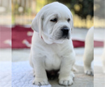 Small Photo #7 Labrador Retriever Puppy For Sale in GLENDALE, CA, USA