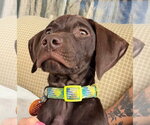 Small #2 German Shorthaired Pointer