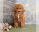 Small Photo #2 Poodle (Miniature) Puppy For Sale in MILL HALL, PA, USA