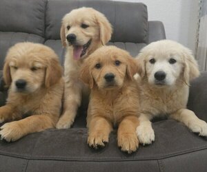 Golden Retriever Puppy for Sale in SACRAMENTO, California USA