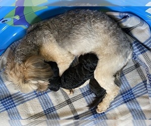 Mother of the Pomeranian-Poodle (Toy) Mix puppies born on 03/12/2020