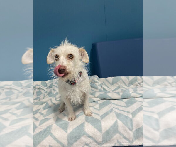 Medium Photo #3 Mutt Puppy For Sale in Salinas, CA, USA