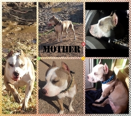 American Bully Mikelands  Puppy for sale in BELLE FOURCHE, SD, USA