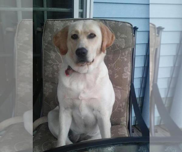 Medium Photo #3 Labrador Retriever Puppy For Sale in ORANGE, MA, USA