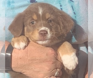 Miniature American Shepherd Puppy for sale in SOLVANG, CA, USA