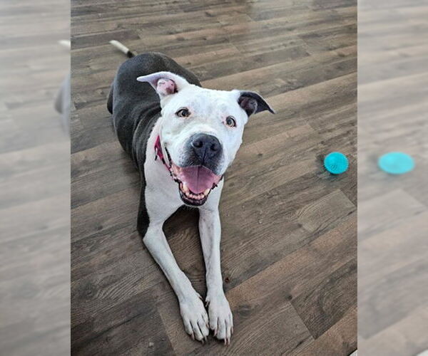 Medium Photo #4 American Pit Bull Terrier-Unknown Mix Puppy For Sale in Las Vegas, NV, USA