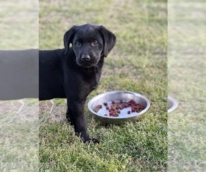 Golden Labrador Puppy for sale in LIVINGSTON, TN, USA