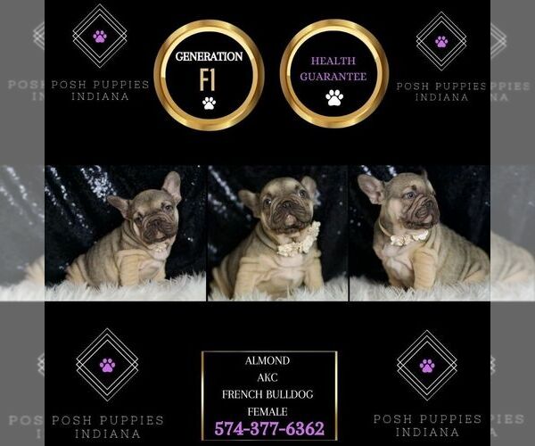 Medium Photo #2 French Bulldog Puppy For Sale in WARSAW, IN, USA