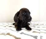 Small #1 Dachshund