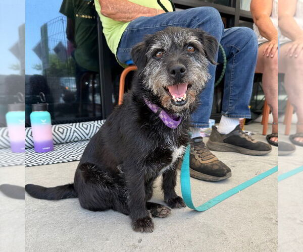 Medium Photo #1 Cairn Terrier-Unknown Mix Puppy For Sale in Chico, CA, USA
