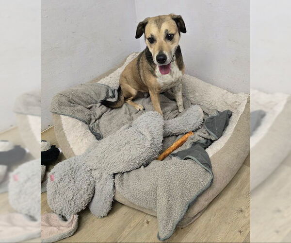 Medium Photo #9 Mutt Puppy For Sale in Houston, TX, USA