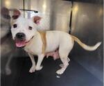 Small American Staffordshire Terrier Mix