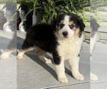 Small Photo #7 Australian Shepherd Puppy For Sale in SHALLOTTE, NC, USA
