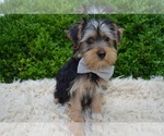 Small Photo #5 Yorkshire Terrier Puppy For Sale in HONEY BROOK, PA, USA