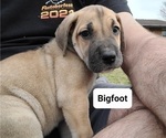 Puppy 1 Great Dane