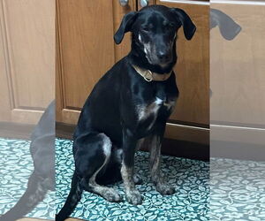 Mutt Dogs for adoption in Alexander, AR, USA