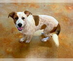 Small #4 Red Heeler Mix