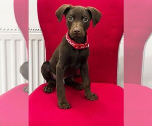 Cocker Spaniel-Doberman Pinscher Mix Puppy for sale in Morden, Greater London (England), United Kingdom