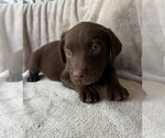 Small #1 Golden Retriever Mix