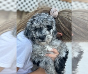 F2 Aussiedoodle Puppy for sale in FRESNO, CA, USA