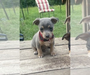 Chihuahua Puppy for sale in CASTLE HAYNE, NC, USA