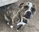Small #3 American Pit Bull Terrier-American Staffordshire Terrier Mix