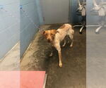 Small #2 Mutt