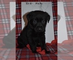 Small Photo #5 Shepradors Puppy For Sale in MARYSVILLE, OH, USA