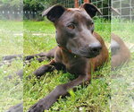 Small #1 Doberman Pinscher-Labrador Retriever Mix