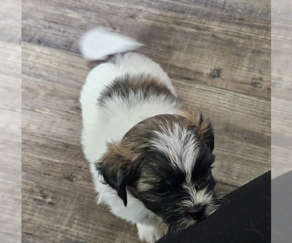 Medium Photo #4 Zuchon Puppy For Sale in LEXINGTON, OH, USA