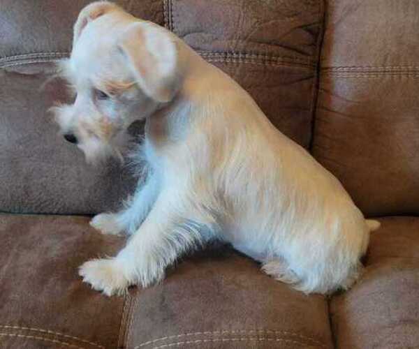 Medium Photo #3 Schnauzer (Miniature) Puppy For Sale in FRUITVALE, TX, USA