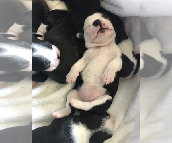 Medium Photo #6 Boston Terrier Puppy For Sale in BROOMFIELD, CO, USA