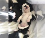 Small Photo #6 Boston Terrier Puppy For Sale in BROOMFIELD, CO, USA