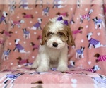 Small #8 Goldendoodle (Miniature)