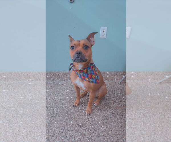 Medium Photo #5 American Pit Bull Terrier-Unknown Mix Puppy For Sale in Martinsburg, WV, USA