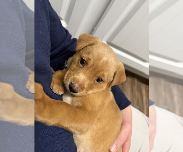 Medium Photo #3 Mutt Puppy For Sale in Holly Springs, NC, USA