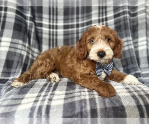 Cock-A-Poo Puppy for sale in LAKELAND, FL, USA