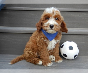 Goldendoodle (Miniature) Puppy for sale in MILLERSBURG, OH, USA