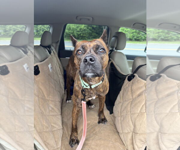 Medium Photo #6 Boxer-Unknown Mix Puppy For Sale in Millersville, MD, USA
