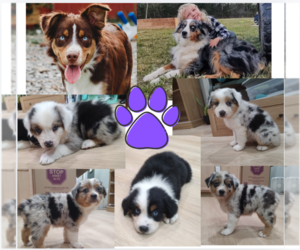 Australian Shepherd Puppy for sale in TUSCUMBIA, AL, USA
