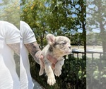 Small #2 French Bulldog