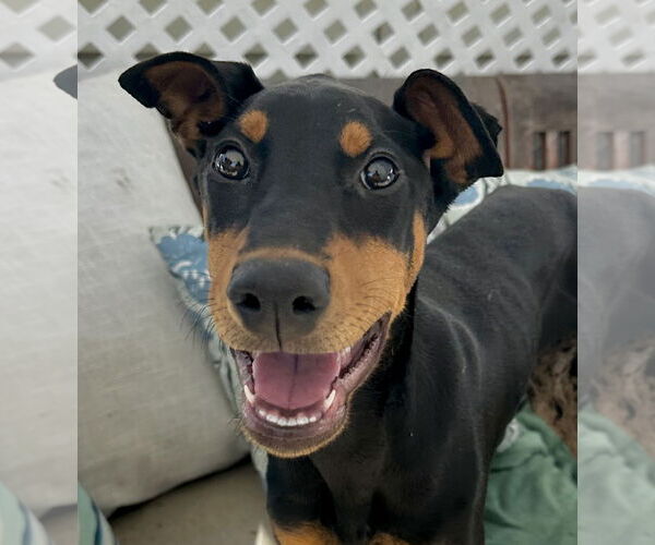 Medium Photo #2 Doberman Pinscher Puppy For Sale in Newport Beach, CA, USA