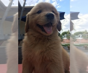 Golden Retriever Puppy for sale in SANTA ANA, CA, USA