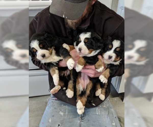 Medium Photo #3 Bernese Mountain Dog Puppy For Sale in BONNERS FERRY, ID, USA