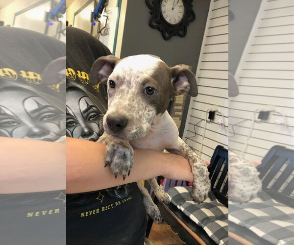 Medium Photo #1 Boxer-Unknown Mix Puppy For Sale in Amarillo, TX, USA