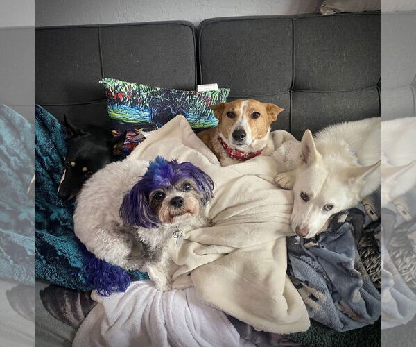 Medium Photo #6 Mutt Puppy For Sale in Sandy, UT, USA